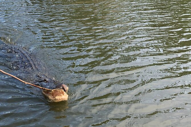 Swamp – Eco – Cruise and Walking Tour