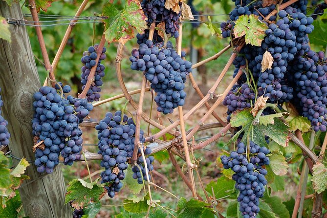 Tasting of Valpolicella Wines Tradition and Modernity