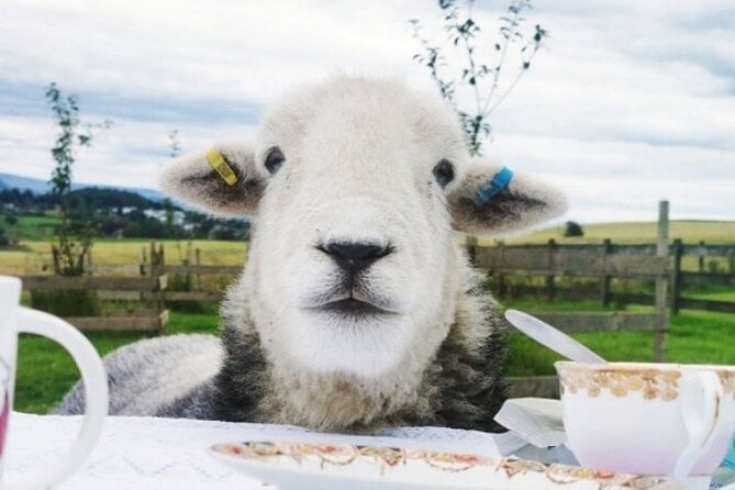 Tea With Naughty Sheep - Overview of the Experience