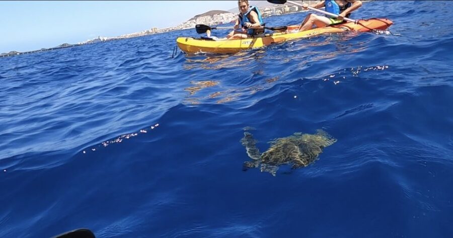 Tenerife: Kayak Safari and Sea Turtle Snorkeling With Photos