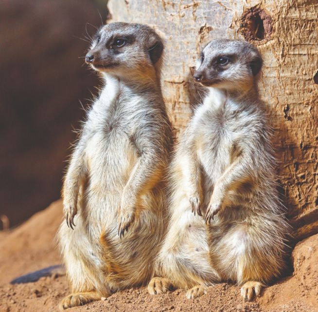 Tenerife: Loro Parque Entry Ticket