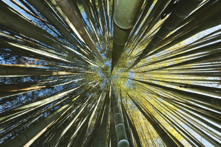 The Bamboo Grove in Cévennes Ticket