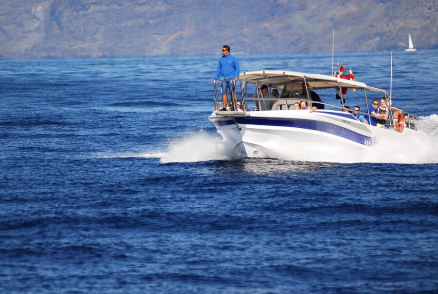 The Giants: Whale-Watching Cruise or Dolphin Watching Tour and Swim in Masca - Tour Highlights