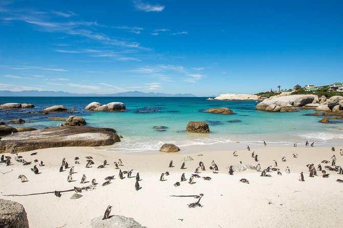 The Road Trip (Cape Point & Penguins) – Private Tour