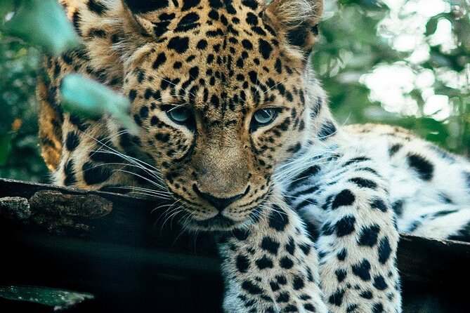 The Ultimate Guide for 2-Day Tanzania Safari From Mwanza
