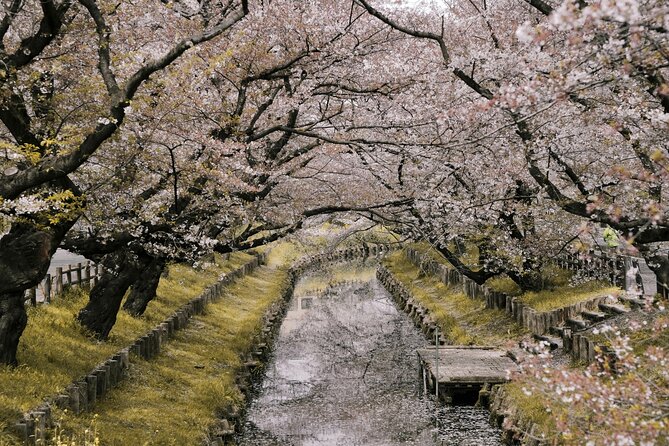Tokyo City Cherry Blossom Private Sightseeing Tour