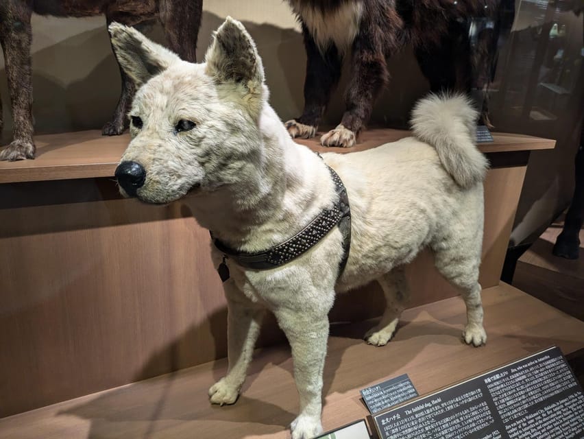 Tokyo: Loyal Dog Hachiko Tour Following in His Footsteps - The Legend of Hachiko