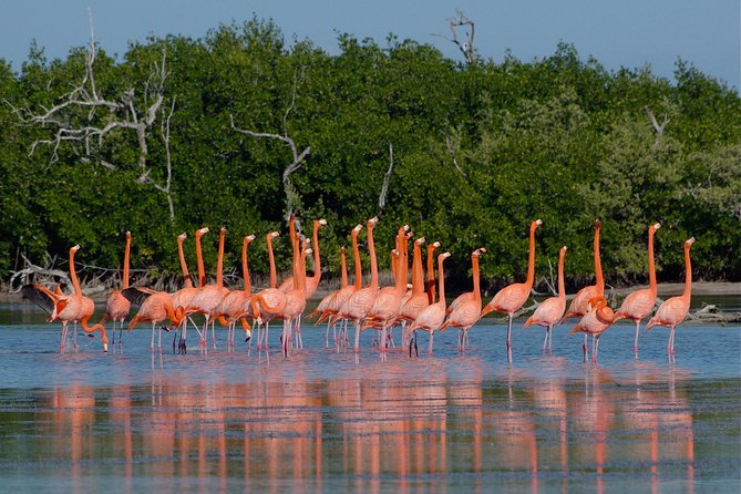 Tour to Pink Lake and Rio Lagartos From Cancun
