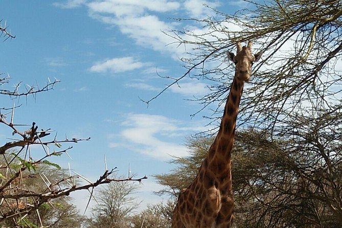 Tsavo East & West, Amboseli 5days From Mombasa