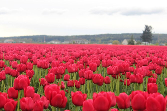 TULIP Festival @ Skagit Valley, La Conner & Deception Pass in SUV