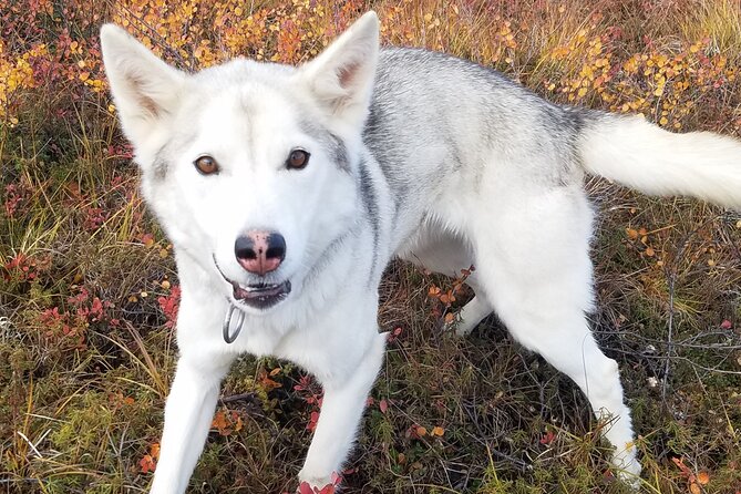 Tundra Walk With Free Running Sled Dogs