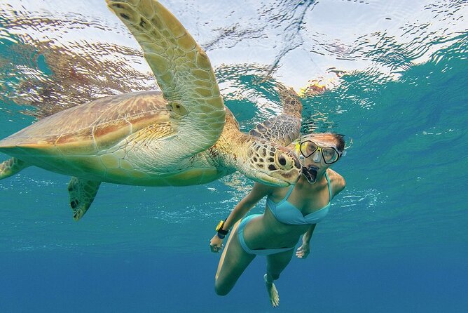 Turtle Snorkeling and Dole Plantation Tour Review