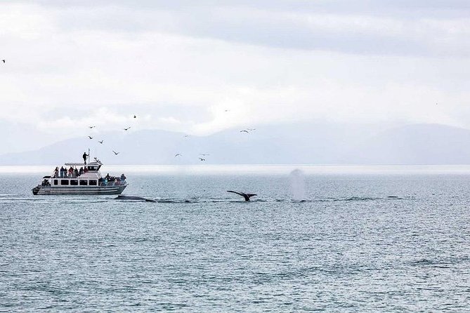 Ultimate Juneau Whale Watch