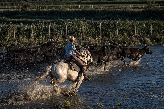 Visit and Discovery in the Heart of the Camargue