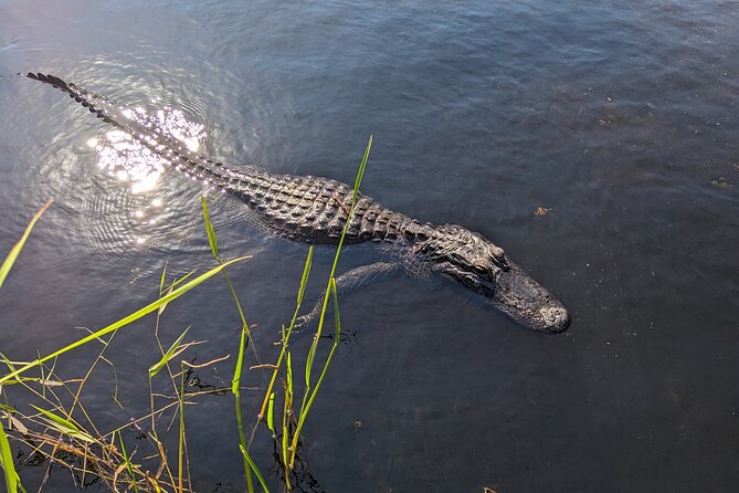 Visit the Everglades in French With Transfer and 1 Hour 30 Minute Airboat Ride