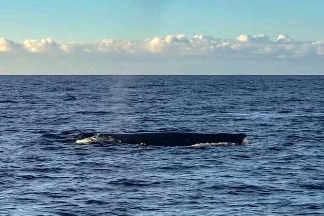 Wake up With the Whales Cruise From Kawaihae Harbor - Meeting and Pickup Details
