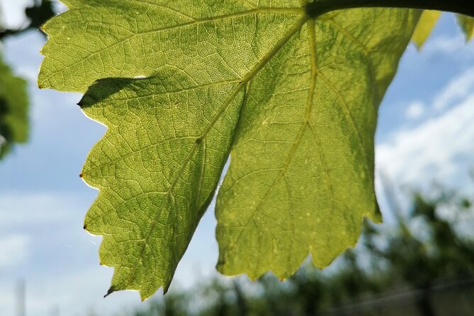 Walk in the Vineyard With Tasting - Overview of the Experience