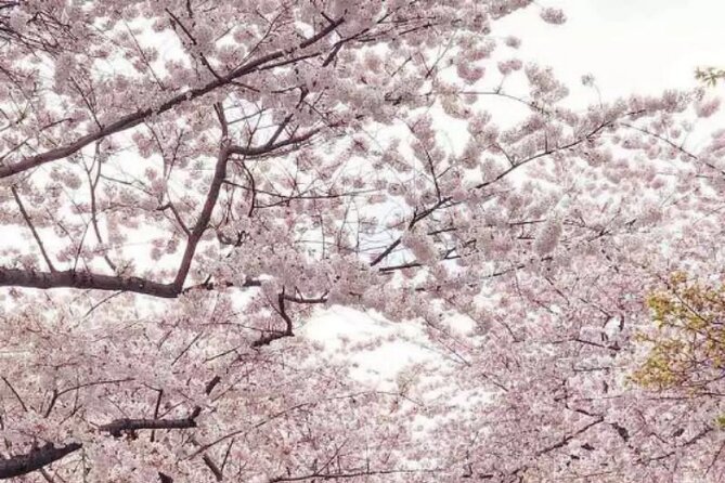 Washington D.C. Cherry Blossom Day Tour Review