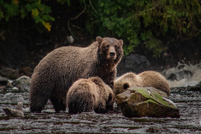 Waterfall Creek Brown Bear Viewing Juneau