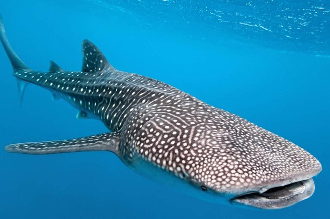 Whale Shark Encounter Experience in Cancun (Snack Lunch Included) - Location and Duration