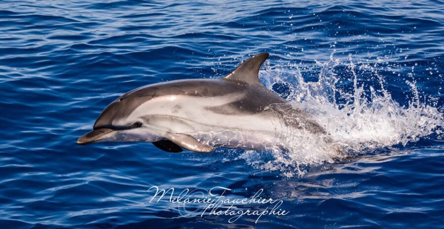 Whale-Watching, Dolphins & Whales From Bandol