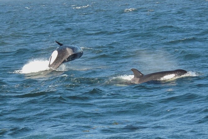 Whale Watching Tour From Anacortes