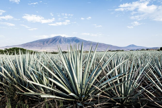 White Sands National Park Tour Review