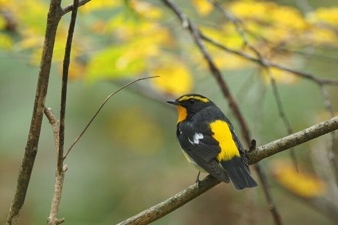 Wild Bird Sanctuary Forest Guided Tour in Nagano