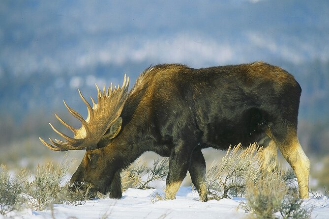 Wildlife Safari, Elk Refuge Sleigh Ride, Winter Camp Igloo Dinner