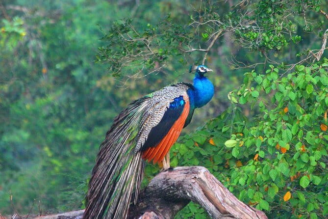 Wilpattu National Park Private Jeep Safari From Colombo & Negombo
