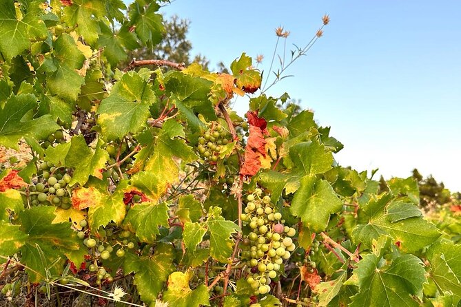 Wine and Gastro Private Tour in Peljesac