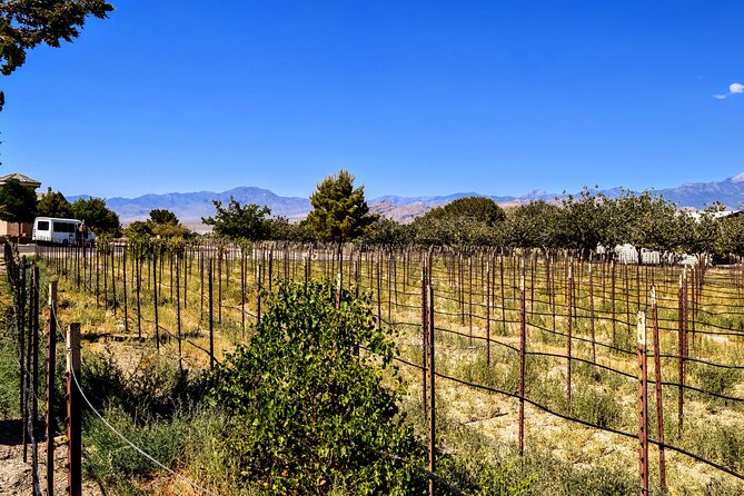 Wine Tasting and Snacks From Las Vegas