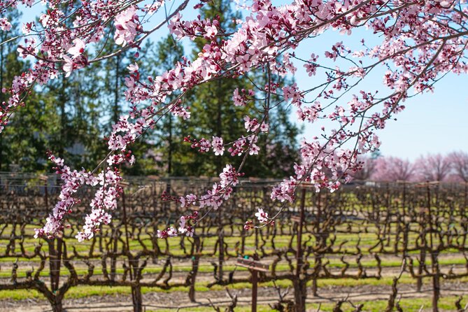 Wine Tasting Audio Tour – Lodi California