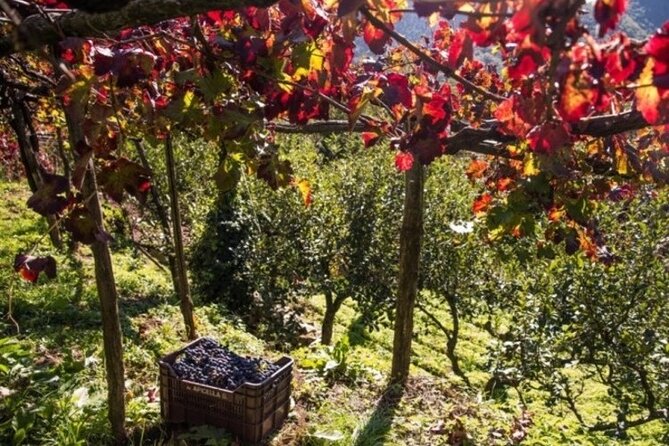 Wine Tasting Cantina Apicella With Lunch