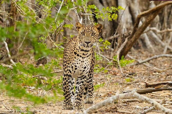 Yala National Park Private Jeep Safari From Colombo & Negombo
