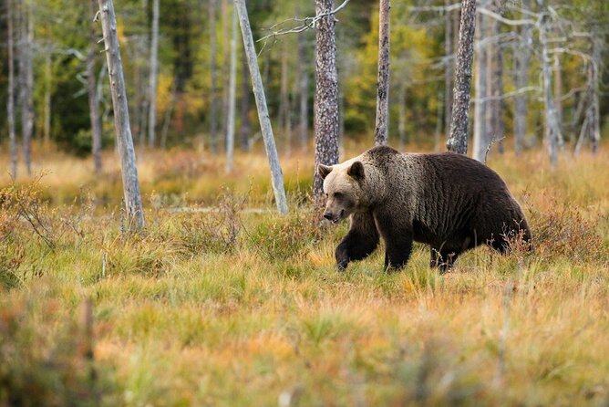 Yellowstone: Private Guided Tour