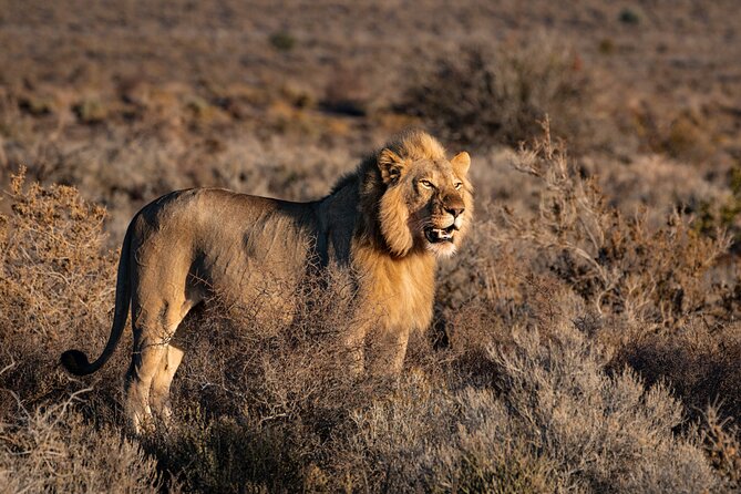 2 Days Mid-Range Tanzania Private Safari – Tarangire & Ngorongoro