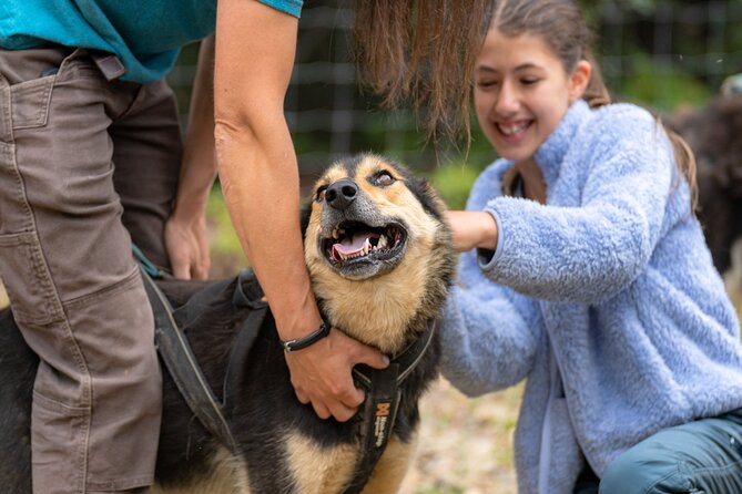 1 Hour Fall Sled Dog Experience Review - First Impressions and Starting the Tour