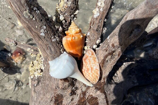 10,000 Islands Shelling Trip Marco Island FL - Meeting and Pickup