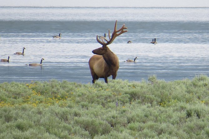 2-Day Private Tour of Yellowstone National Park Lower & Upper Loops - Inclusions