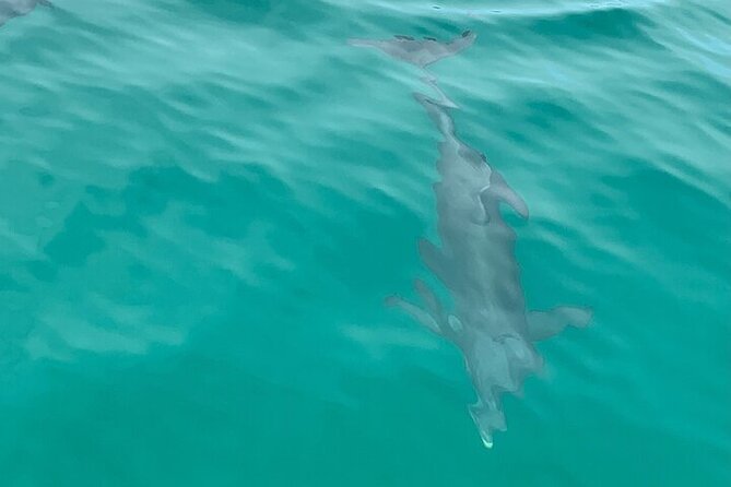 2 Hour Shell Island Jet Ski Dolphin Tour - Inclusions and What to Expect