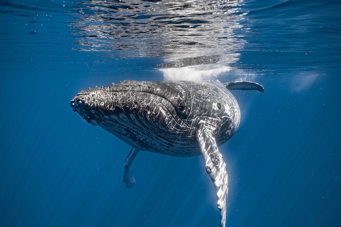 2Hour Whale Watching and Boat Cruise in Haleiwa Oahu Hawaii - Meeting and End Point