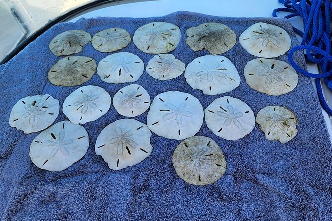 3 Hour Shared Shell Key Deck Boat Adventure - Meeting and Pickup