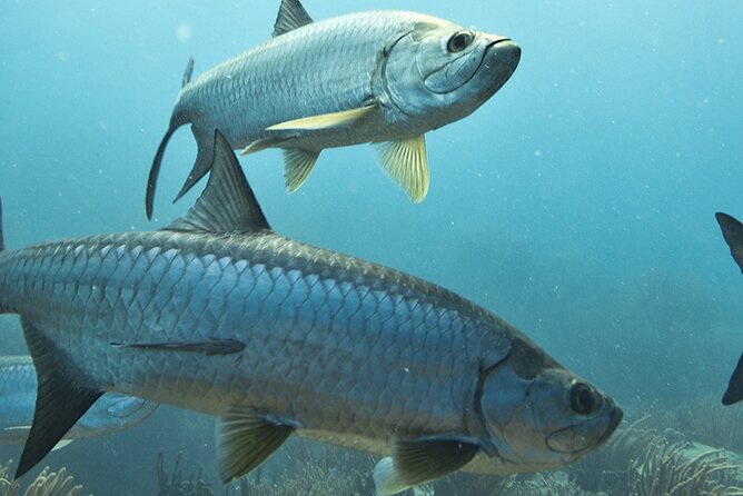 6 Hour Family Friendly Fishing Charter in Sarasota, Siesta Key - Meeting Point and Pickup Instructions