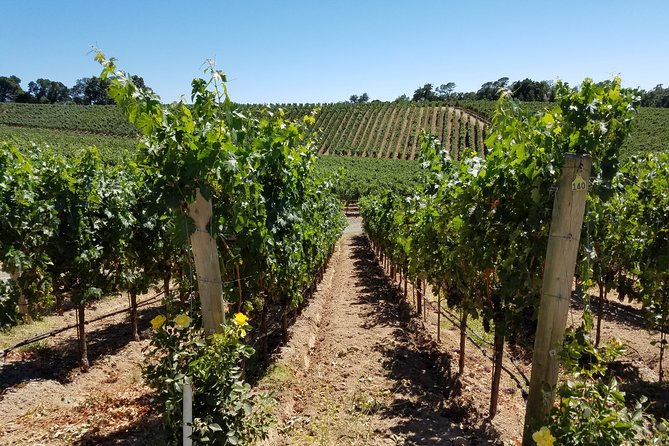 6 Hour Variety Wine Vineyard Tour in Napa Valley - Pickup Information
