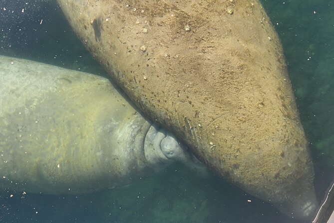 Afternoon Crystal River Ecological Boat Tour - Inclusions