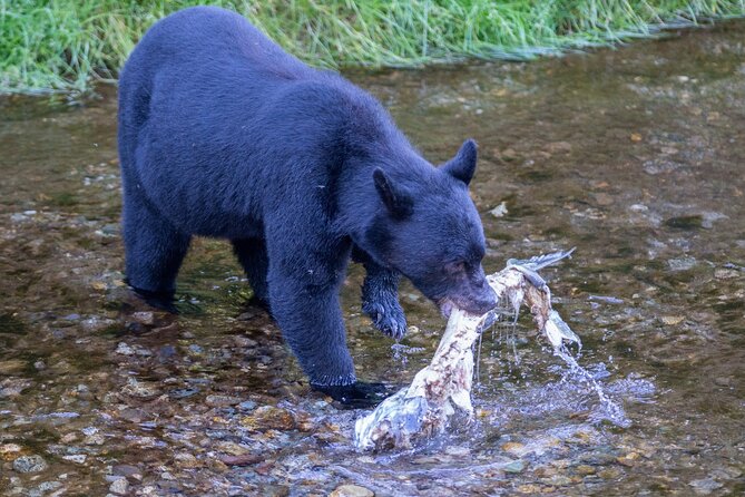 Alaska Wildlife Safari and Sightseeing Tour Review - Details on Tour Inclusions