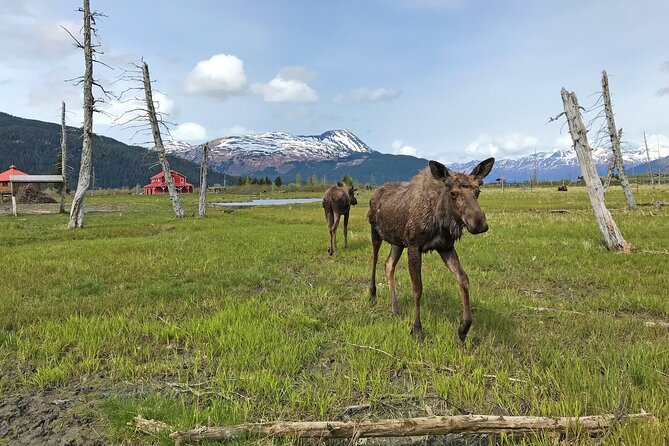 Anchorage to Seward Wildlife Adventure Review - Departure Details and Schedule