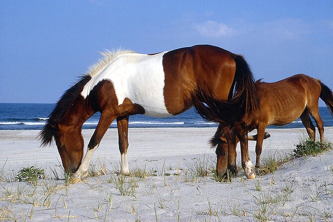 Assateague Horses, Herons and Happy Hour Cruise - Meeting and End Point