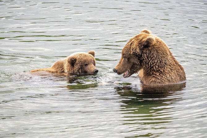 Bear Viewing at Brooks Falls in Katmai National Park - Inclusions and Pricing